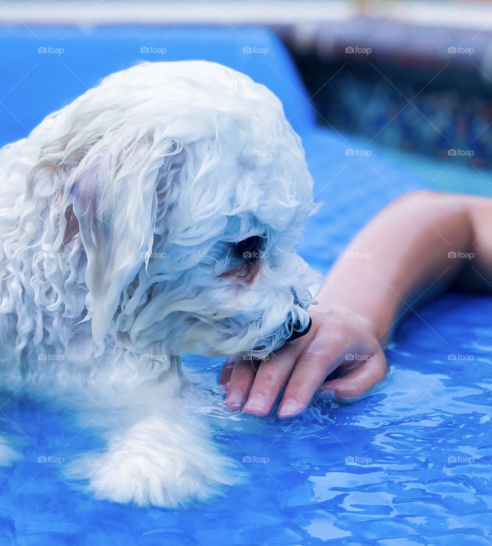 I will always love you! A wet puppy kissing the hand of a child on a blue mat in the pool. 