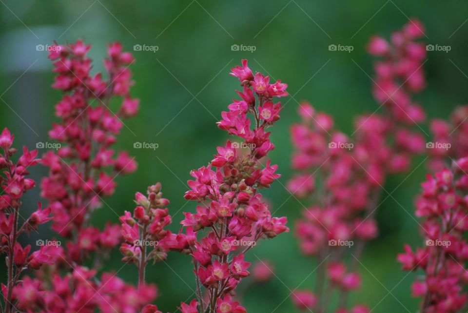 Garden flowers
