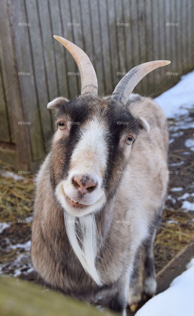 Billy goat  close up