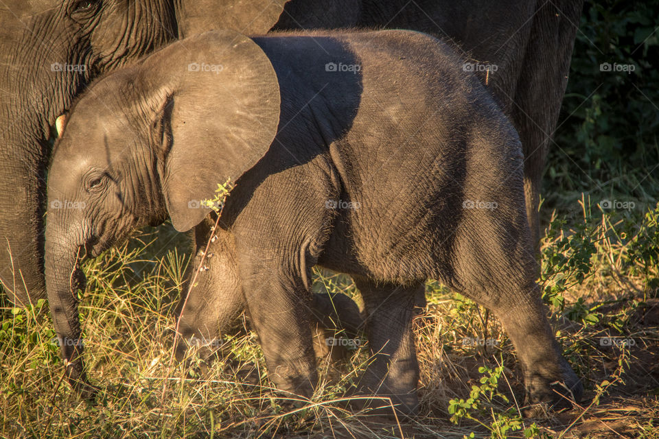 Elephants 