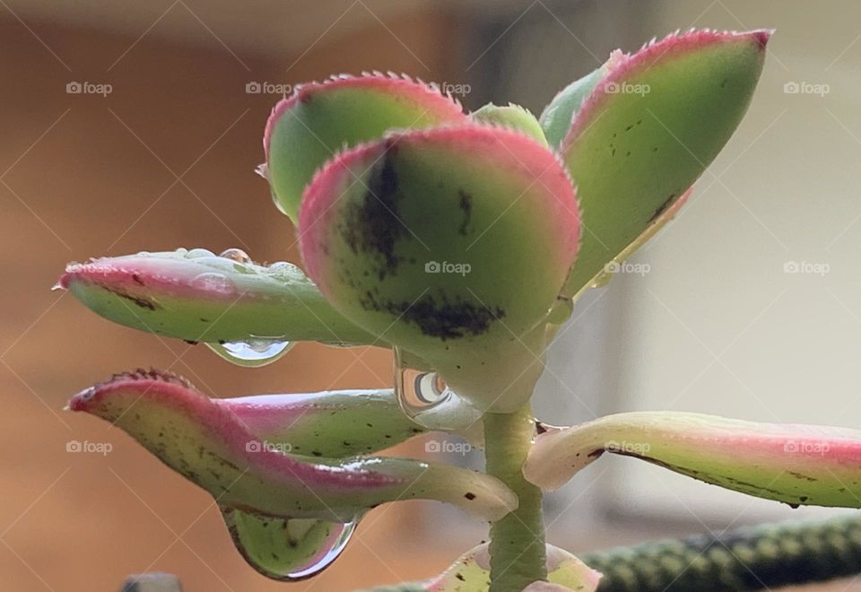 “Anything that is liquid is important, water flows and cleanse. Water gives life , it is for life.”