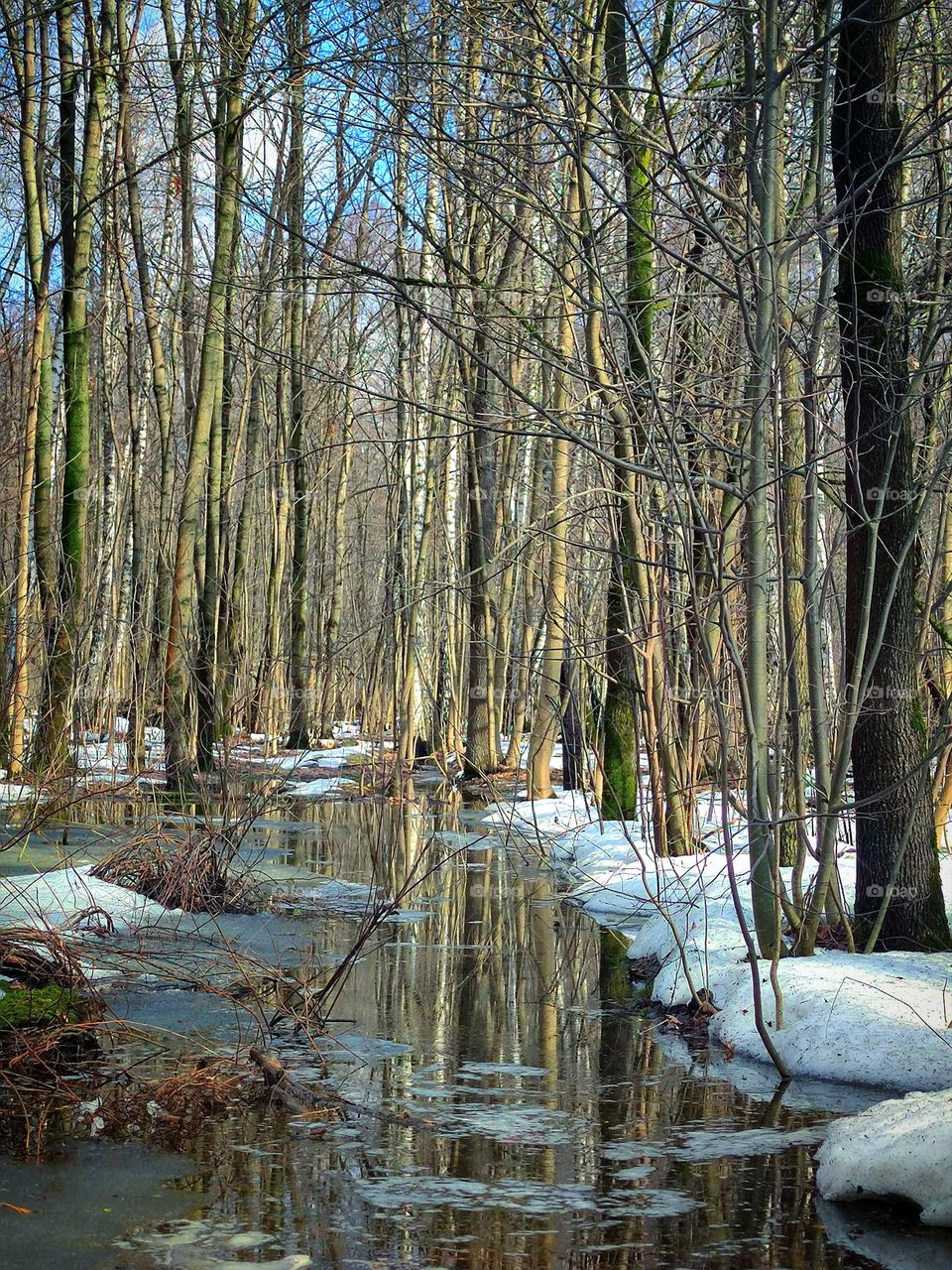 Spring in the forest. Trees stand without leaves. White snow lies on the ground, which melts and turns into large puddles. Trees and blue sky reflect in puddles of water