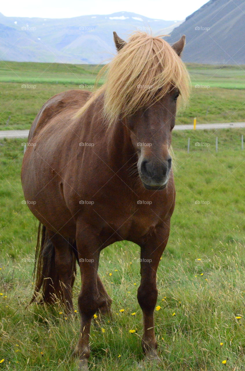 Icelandic horse