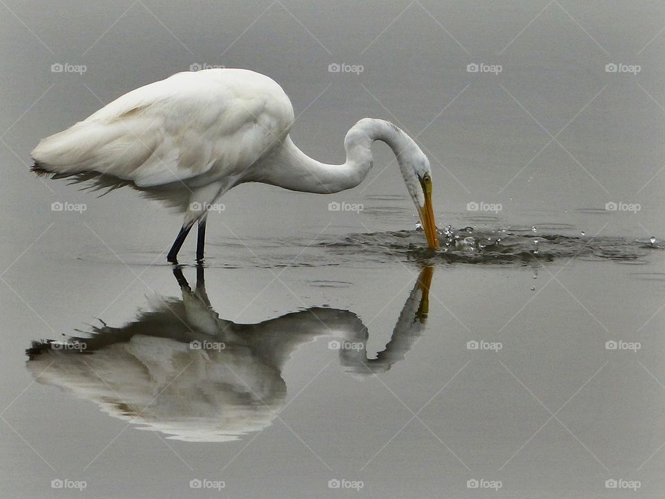 Great egret fishing reflection 