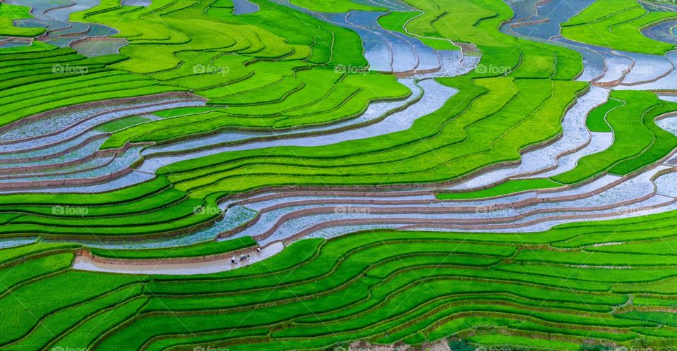 Lim Mong rice terraces valley in the planting rice season