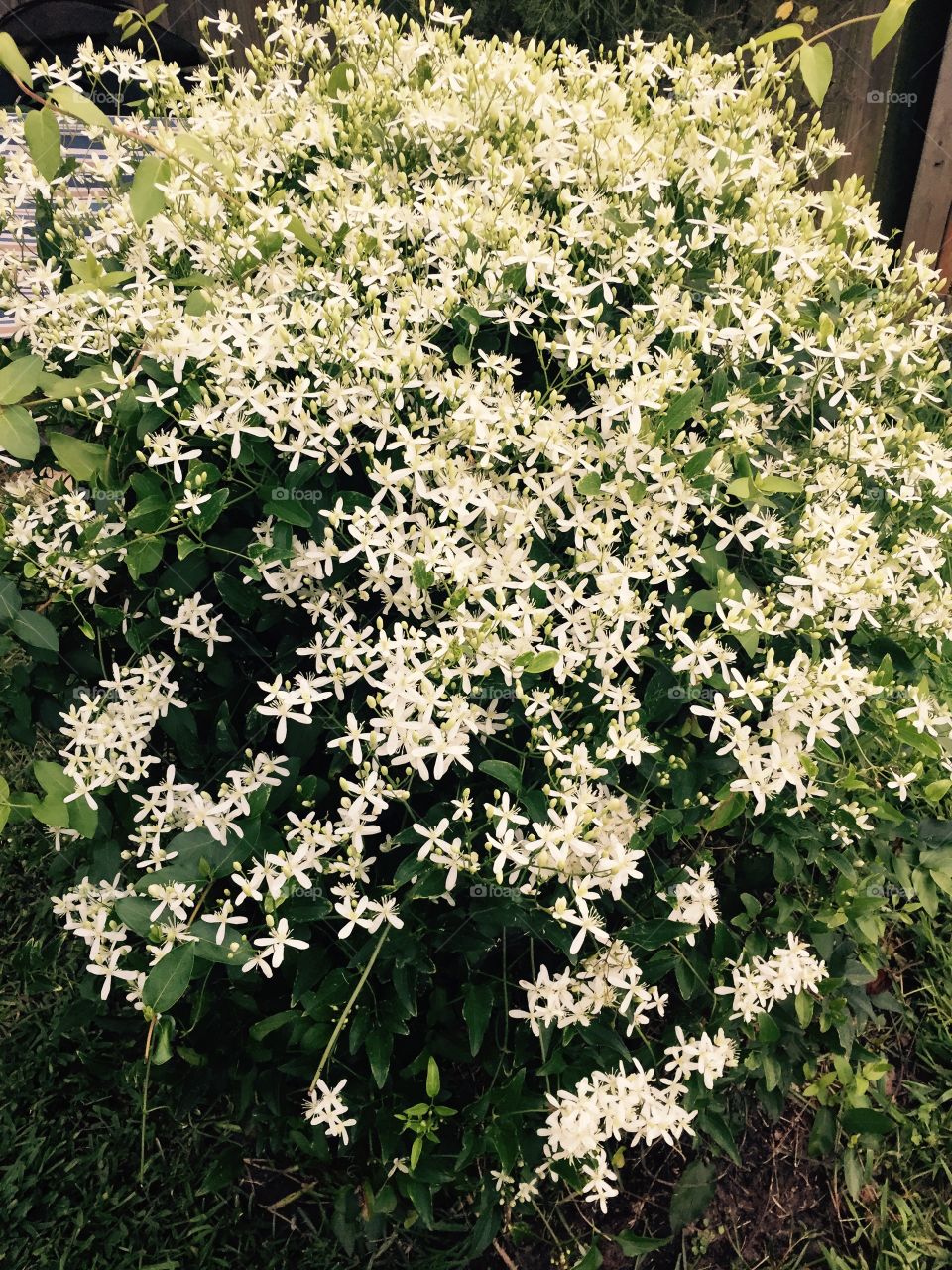 White honeysuckle flowering bush.