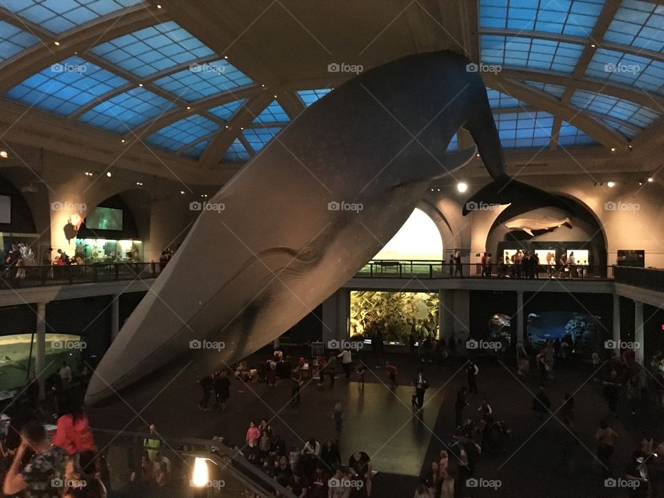 American Museum of Natural History - AMNH