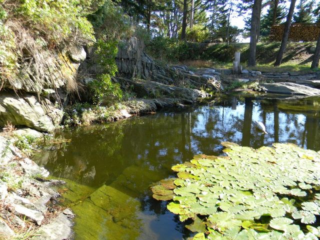 Lilypads
