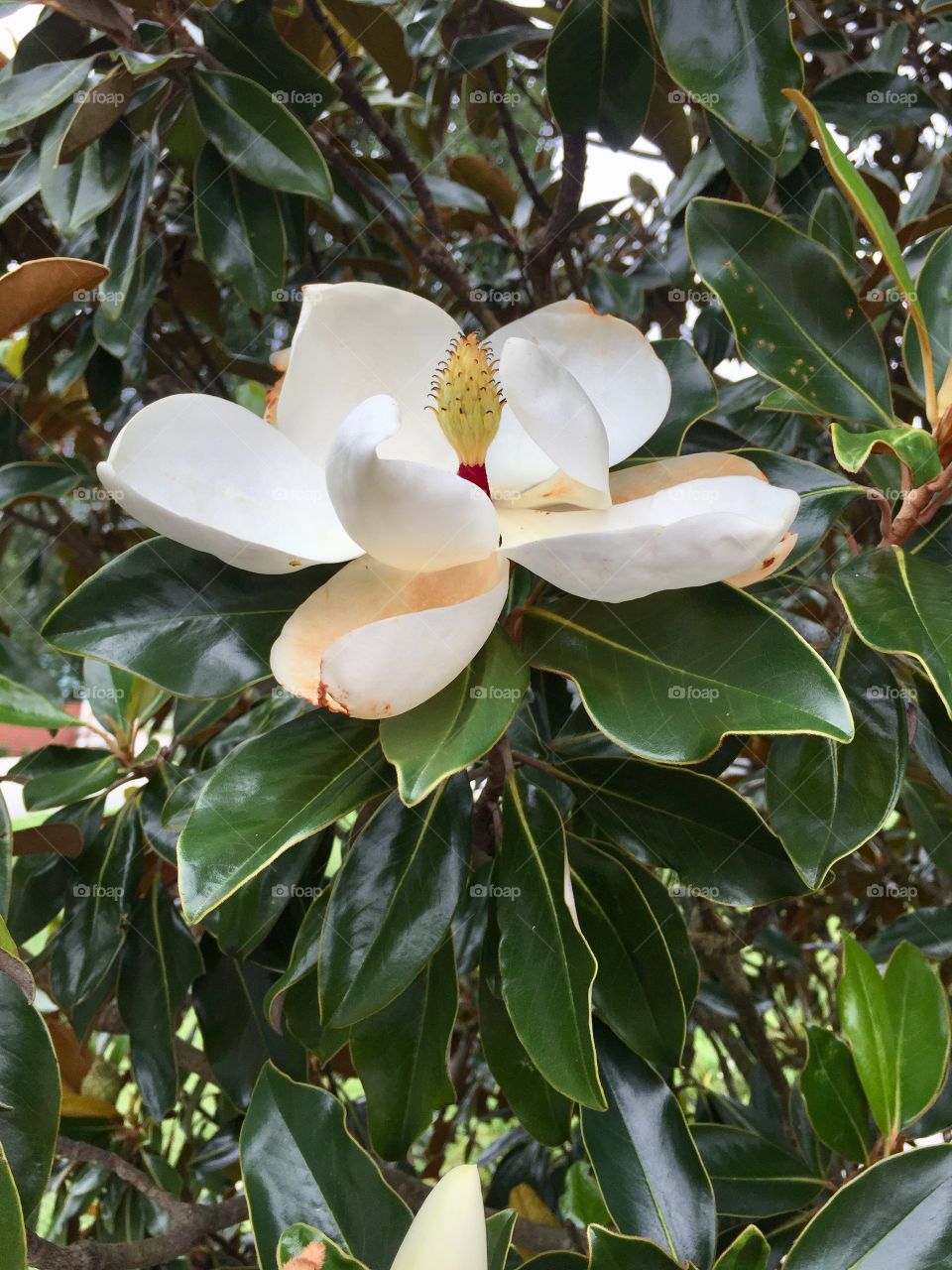 Magnolia tree ,campground in Tennessee . Never saw or smelled one up close an personal 