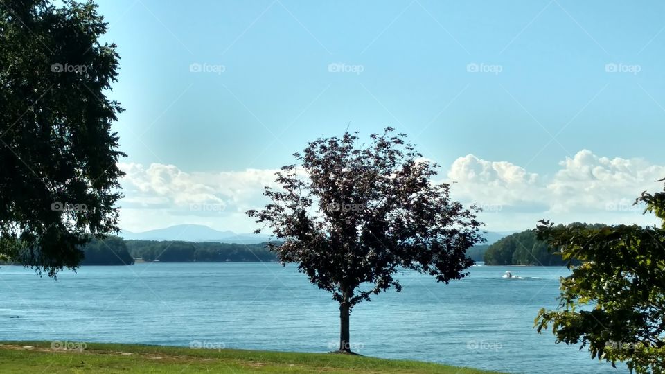 Tree, Landscape, Nature, No Person, Water