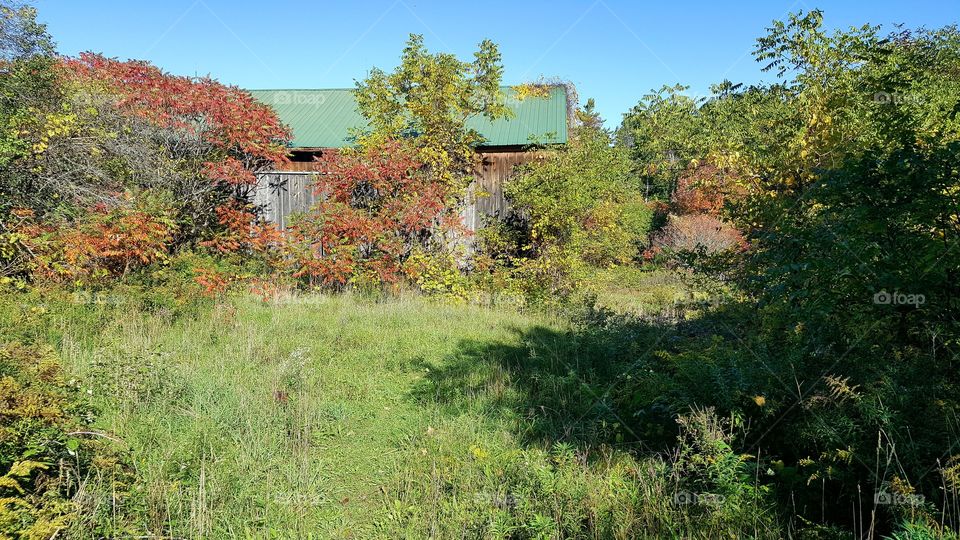 Nature, Tree, No Person, Wood, House