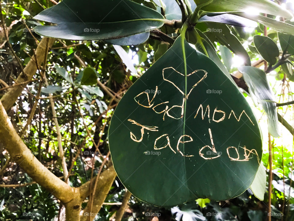 Autograph tree in the jungle