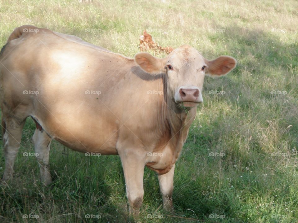 Cow stare 