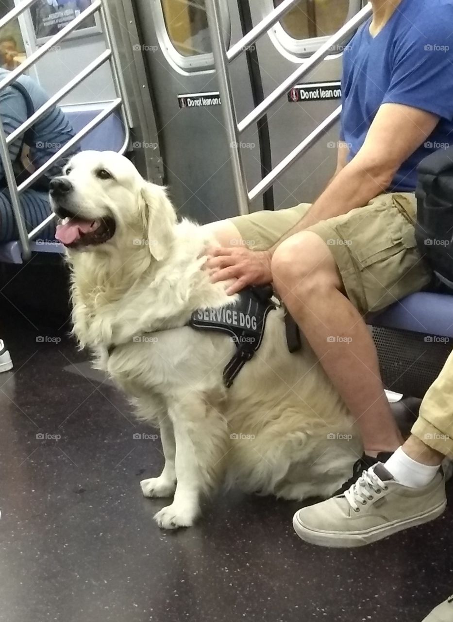 Beautiful Service Dog on NYC Subway