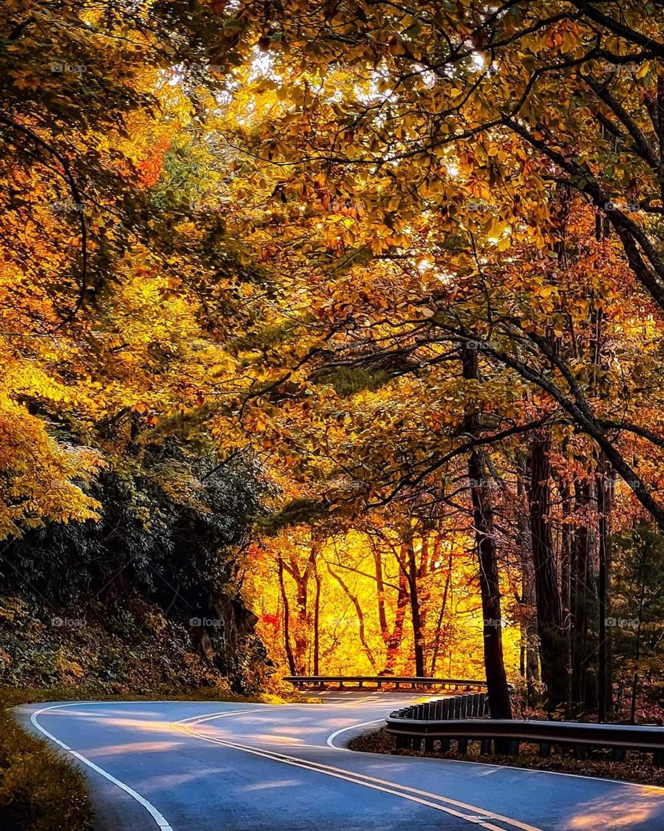 Fall on the parkway