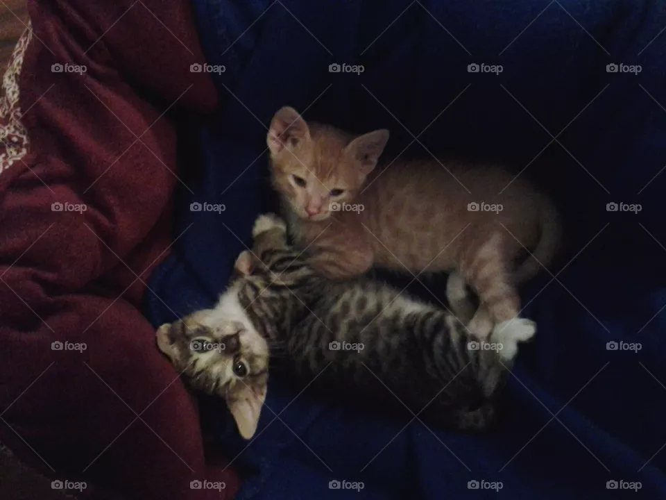 Kitten's