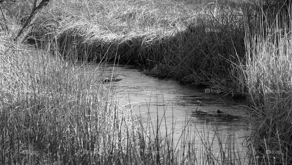 Stream with banks of dried wild grass