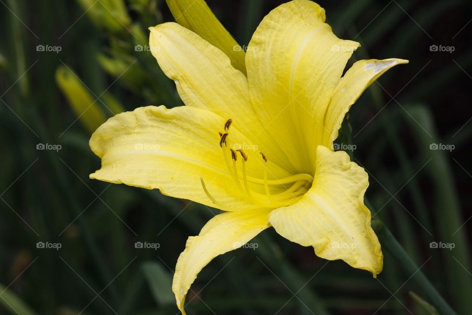 Daily lilies 