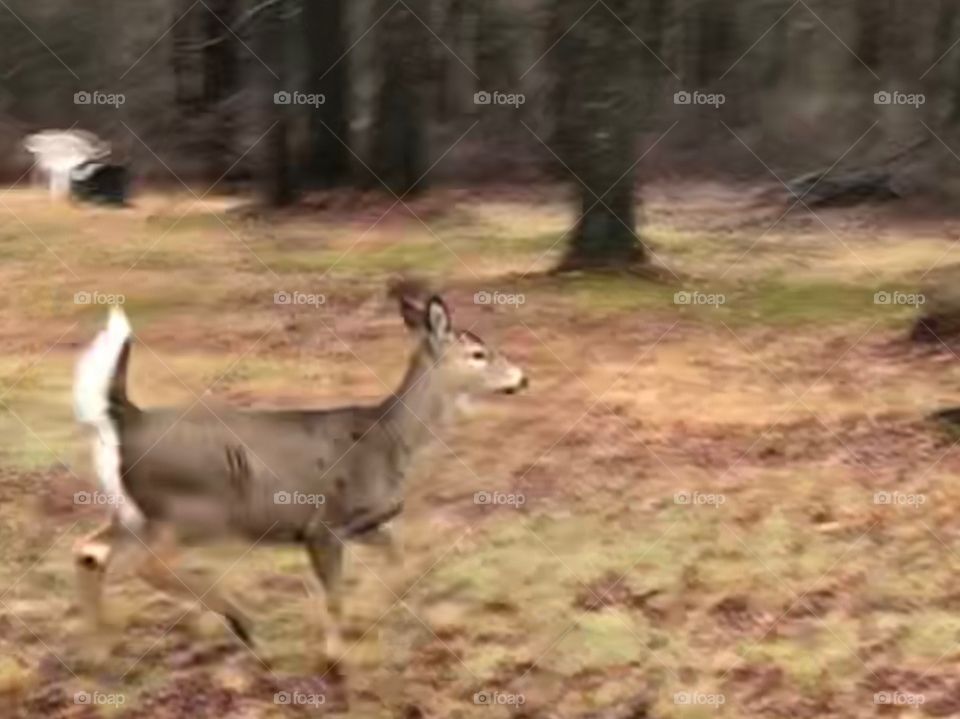 Doe running 