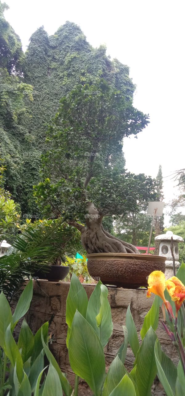 Small short trees ❤️🧿