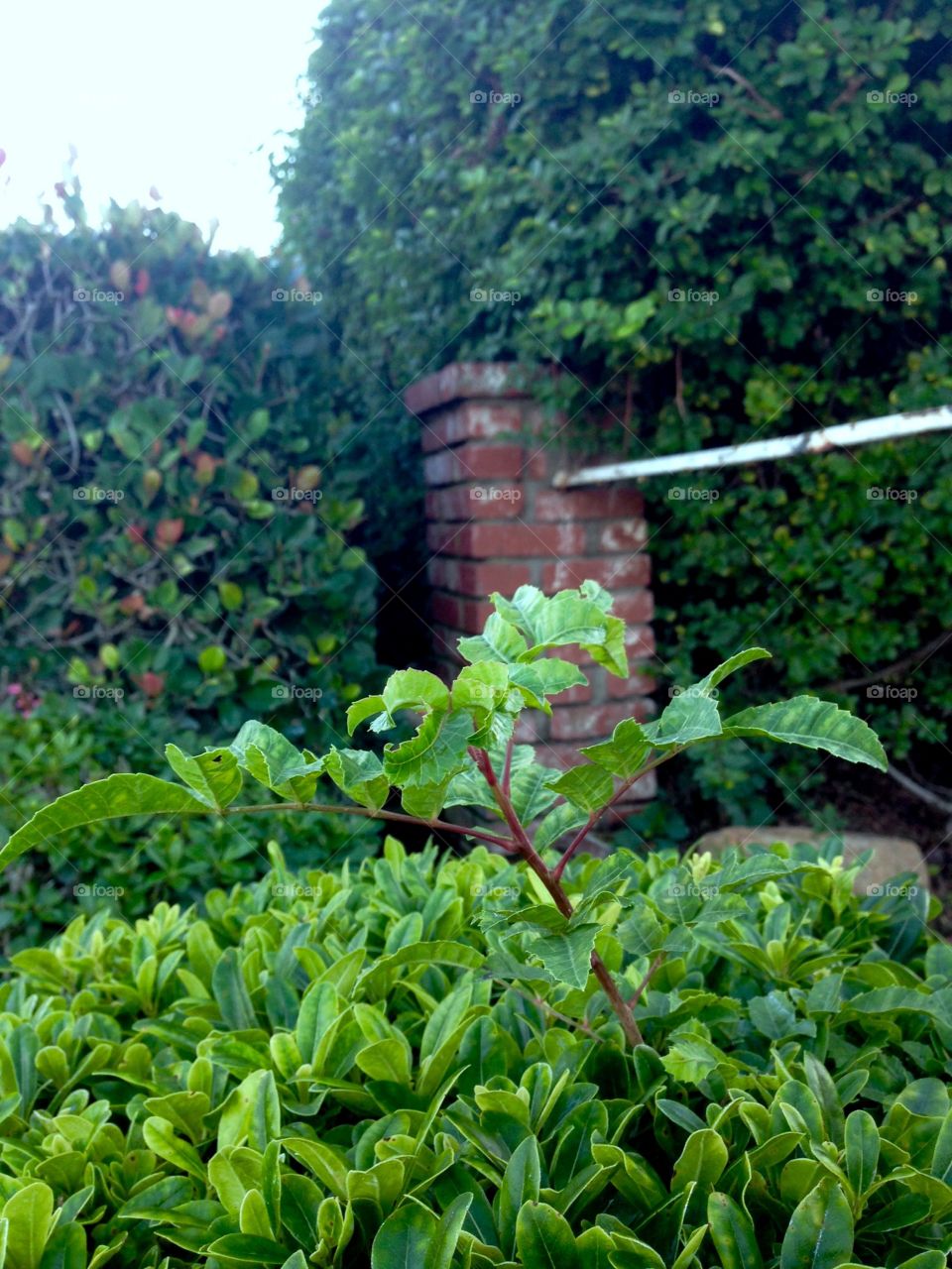 Backyard Landscape

Published by:
HappyBrownMonkey 