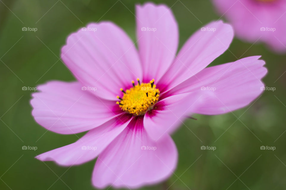 Pink flower in the garden