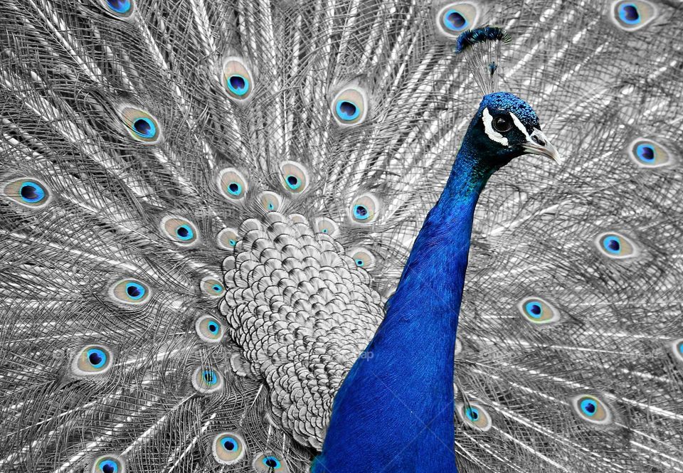 Peacock