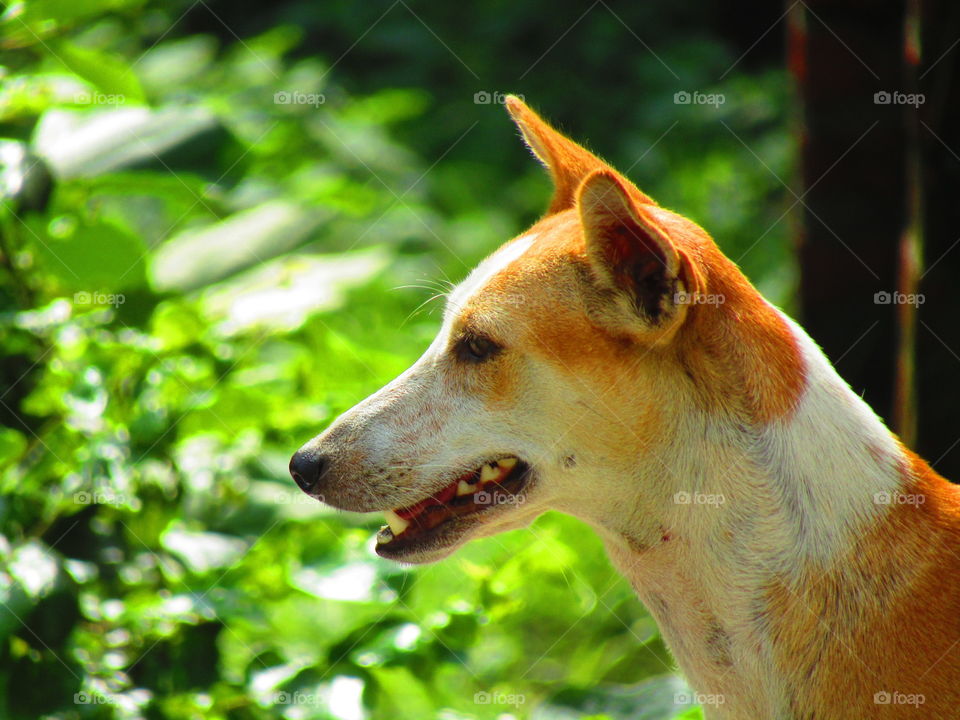 cute street dog in india with beautiful green background