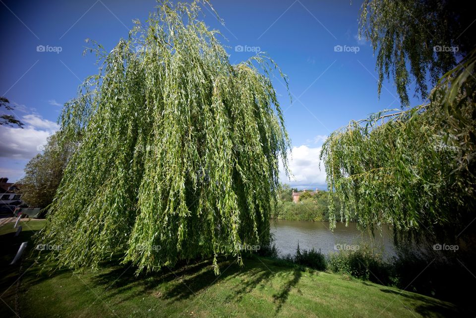 Tree, Nature, Landscape, Sky, No Person