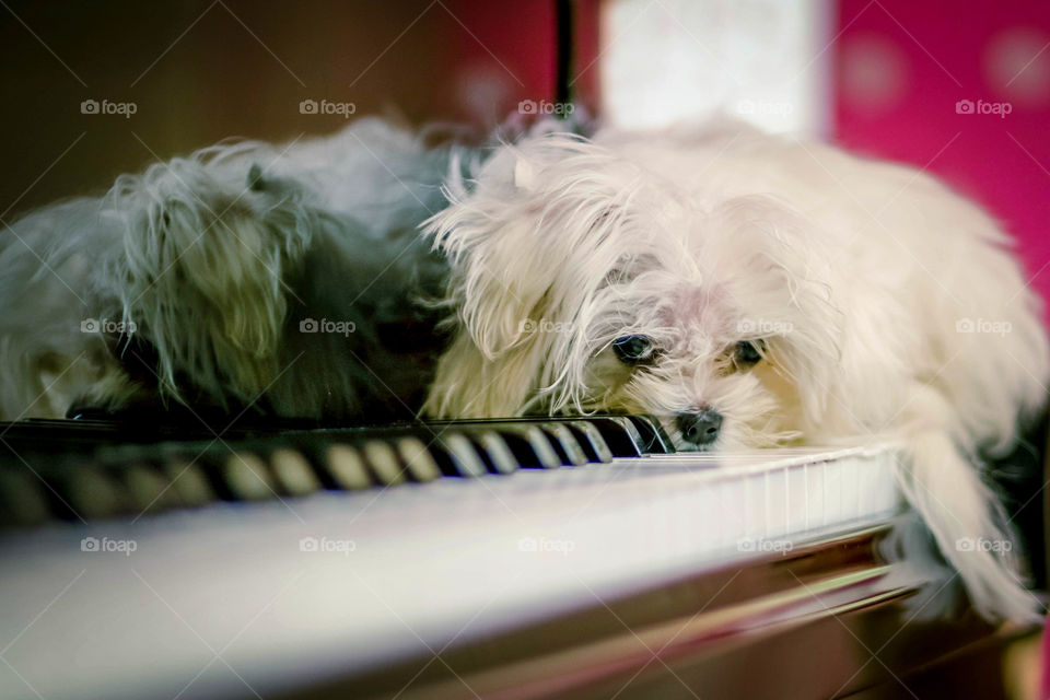 Tiny white dog is laying on piano