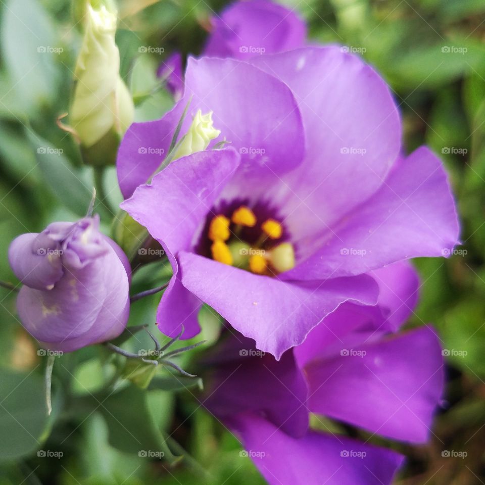 purple lisanthus