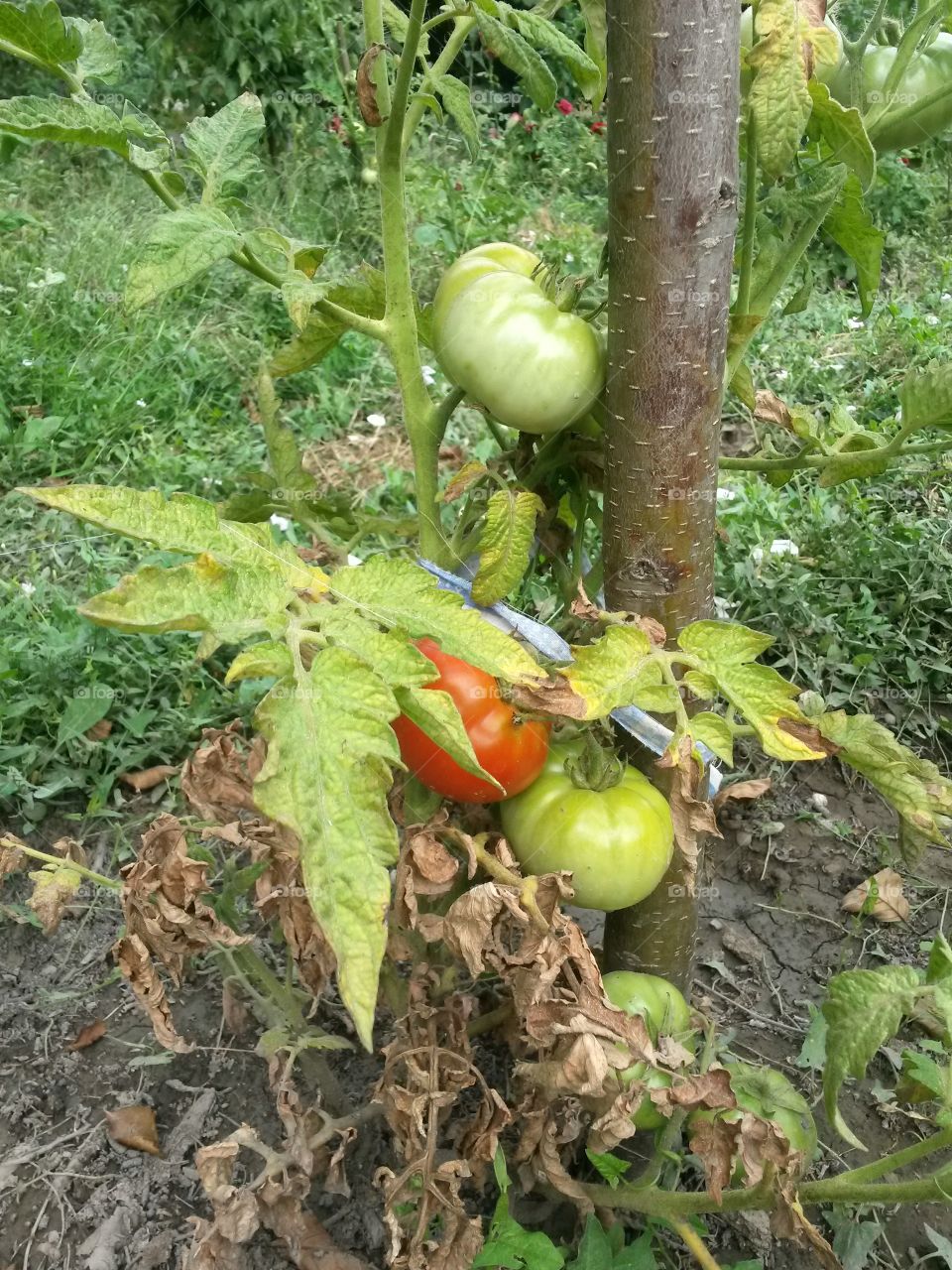 Tomatoes&pepper