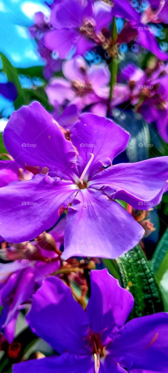 Purple flower of the tree "manacá-da-serra" (Tibouchina mutabilis) which is pioneer of the Brazilian Atlantic Forest. Other known names are: Cuipeúna, Jacatirão, Flor-de-may, Flor-de-quaresma, Pau-de-flor.