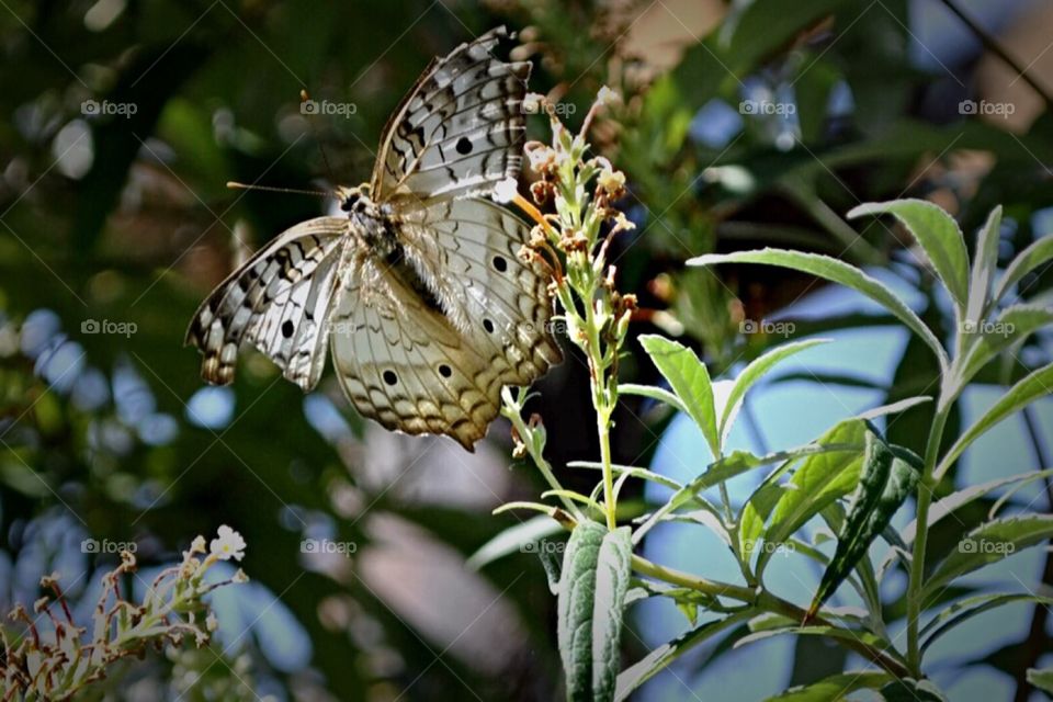 Gray and brown butterfly