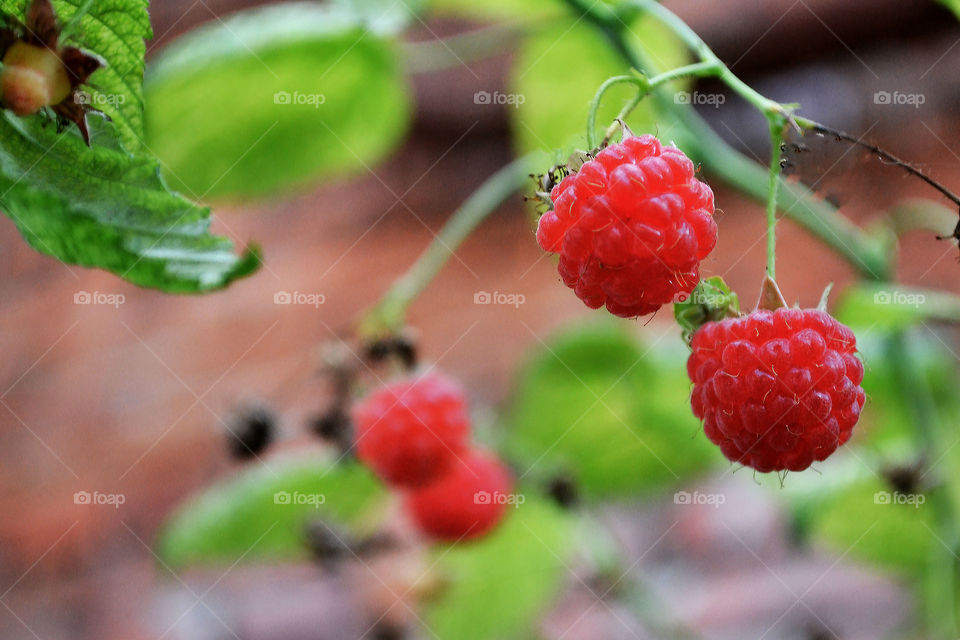 red berries