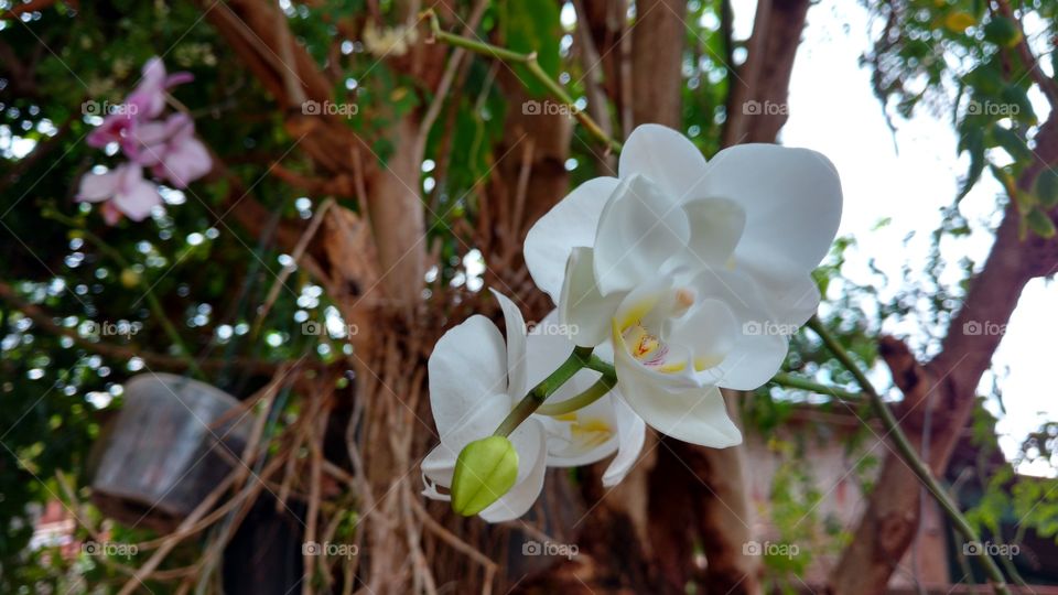 As Orquídeas são todas tops.
