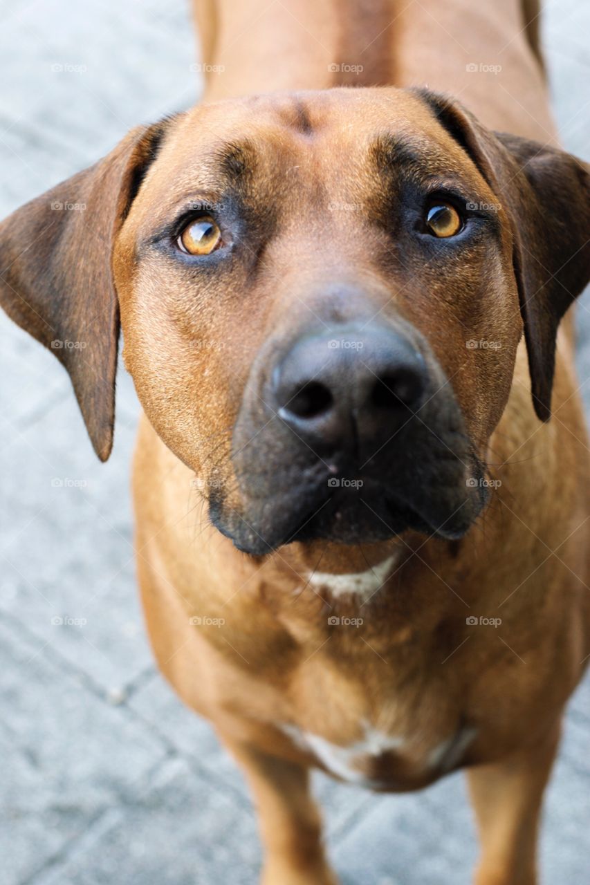 Portrait of brown dog