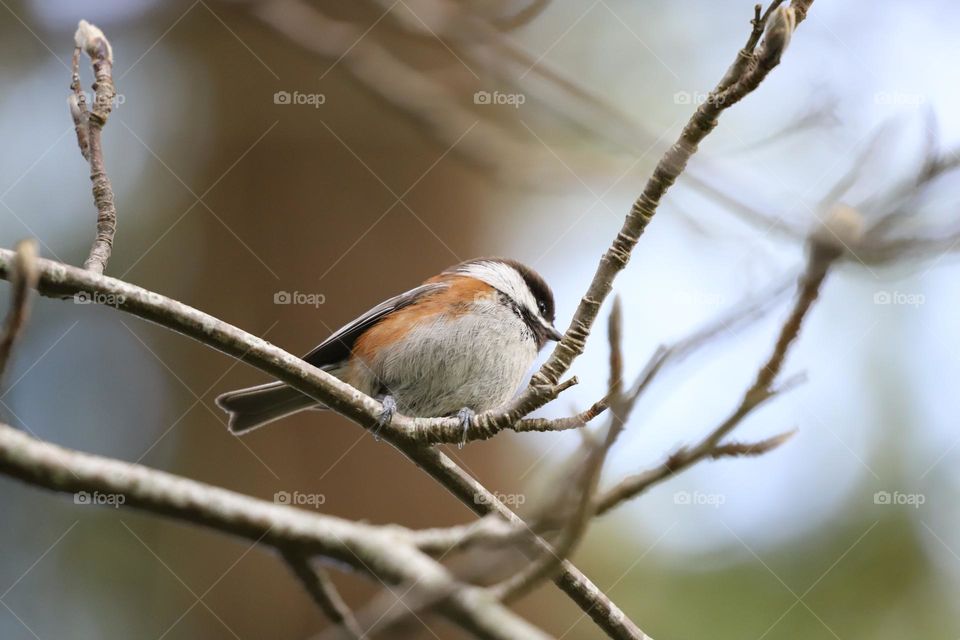 Chicadoo on a branch