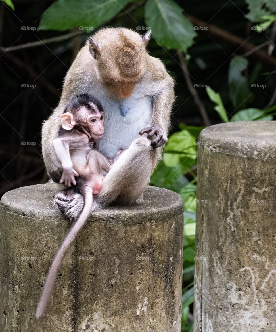 Wildlife monkey and baby