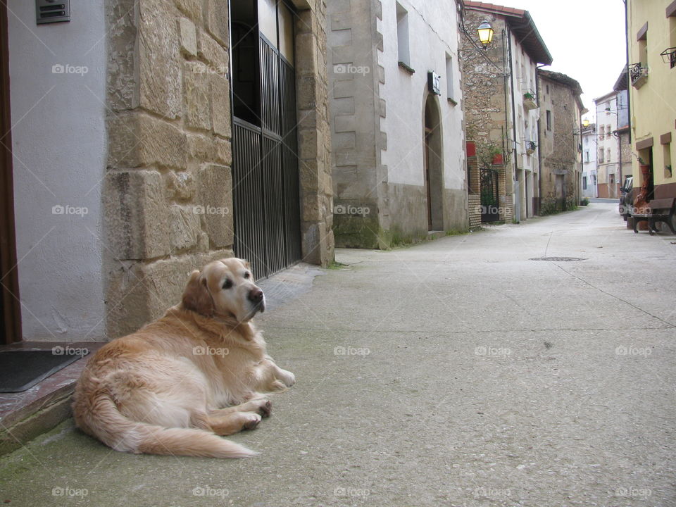 Perro tumbado en una calle de pueblo