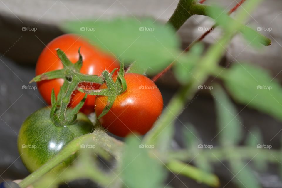 tomatoes