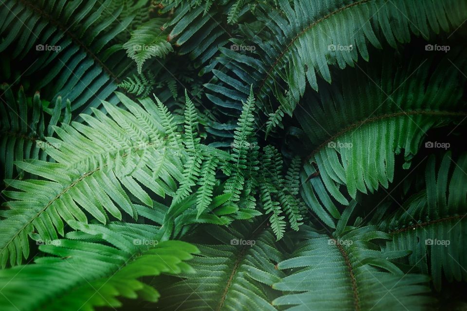 Wild Ferns