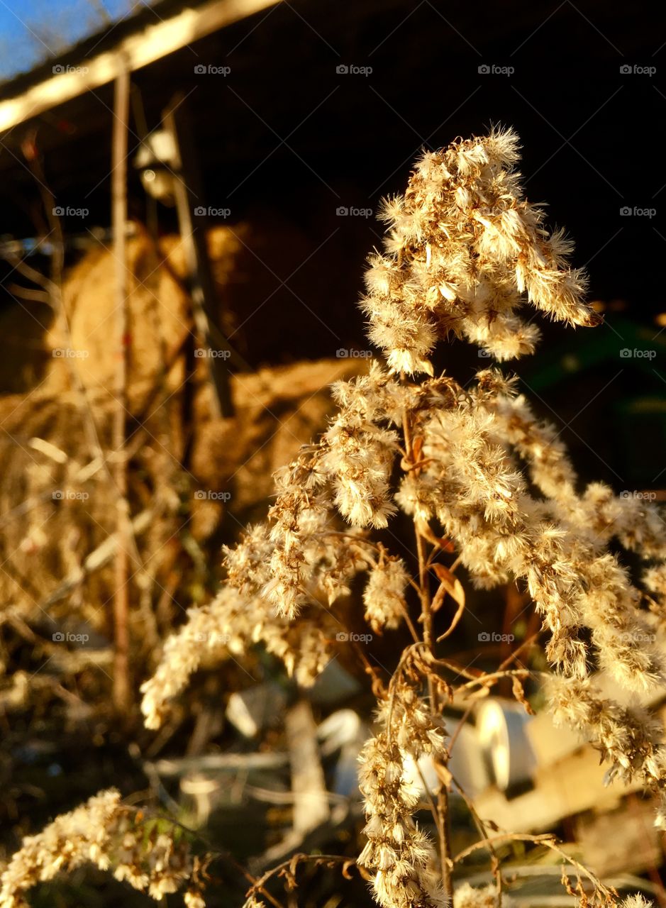 Senesced weed by the hay barn