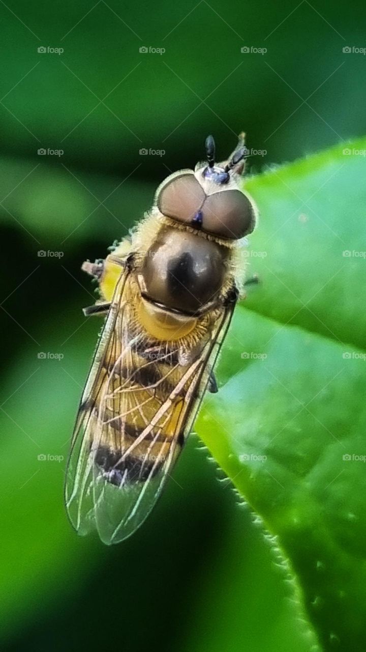close-up of a bee