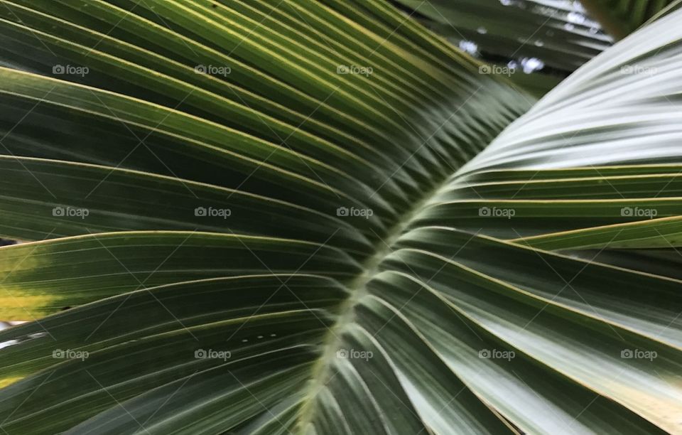 Palm leaf