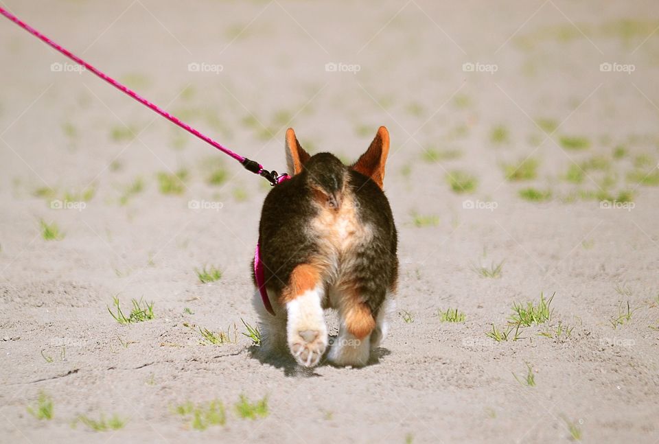 Corgi butt. Puppy running