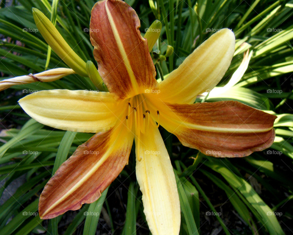Colorful Lily