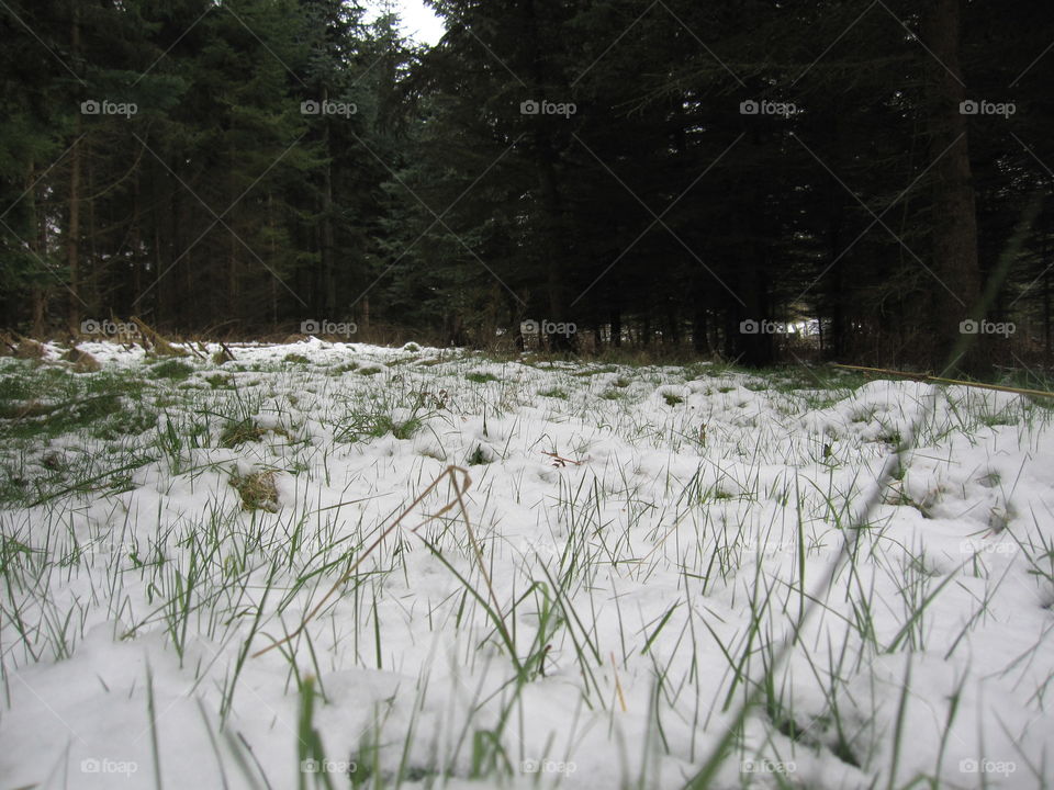 Grass And Snow