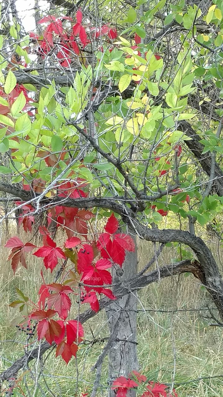 red leaves 3
