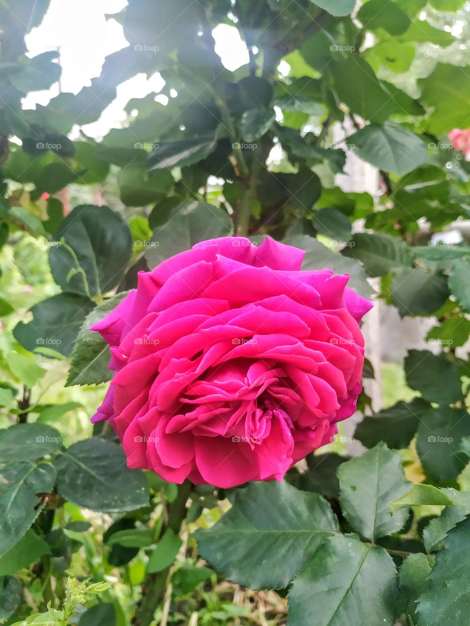 Pink rose